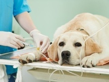 上海寵物醫院與寵物服務全解讀